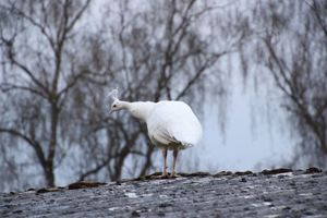 Weißer Pfau Vogel | Kamera